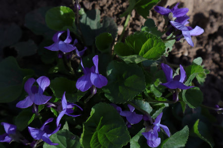 Viola odorata, common violets, in the gardenの写真素材