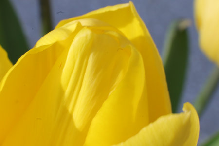 Yellow tulip close up on grey background, shallow depth of fieldの写真素材