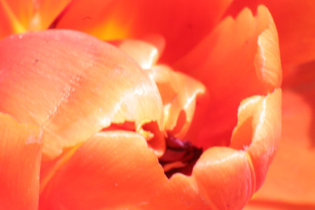 tulips. a bulbous spring-flowering plant of the lily family, with boldly colored cup-shaped flowers.の写真素材