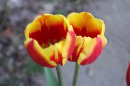 tulips. a bulbous spring-flowering plant of the lily family, with boldly colored cup-shaped flowers.の写真素材