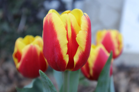 Tulip. Beautiful bouquet of tulips. colorful tulips. tulips in spring,colourful tulipの写真素材