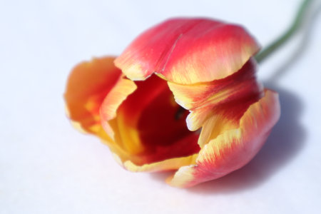 Red and yellow tulip on a white background. Close-up.の写真素材