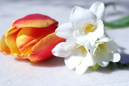 Tulips and daffodils on a white background.の写真素材