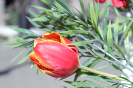 Tulips in the garden on a sunny spring day. Selective focus.の写真素材