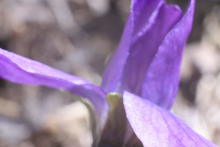 Close up of purple crocus flower (Viola cristata)の写真素材