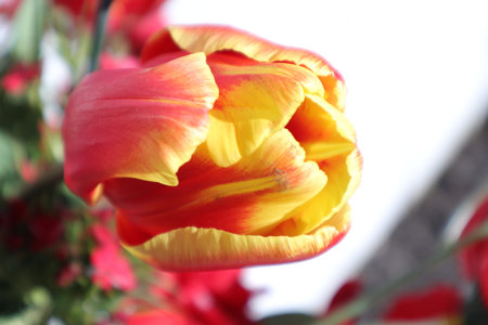 Red and yellow tulips on a white background, close-upの写真素材