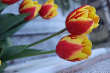 Yellow and red tulips in front of a rustic wooden wallの写真素材