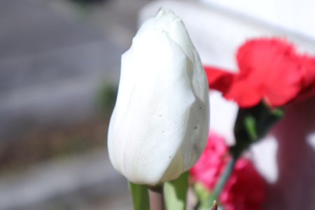 White tulip with red carnation flowers in the background. Close up.の写真素材