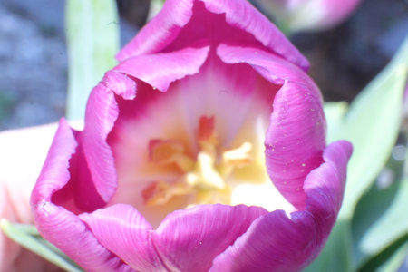 purple tulip in the garden on a sunny day close upの写真素材