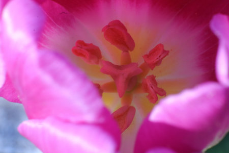 Tulip. Beautiful bouquet of tulips. colorful tulips. tulips in spring,colourful tulipの写真素材