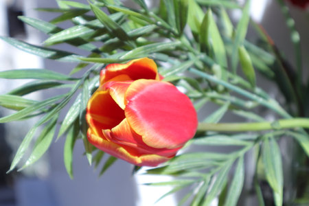 Tulip in a vase on a windowsill in springの写真素材