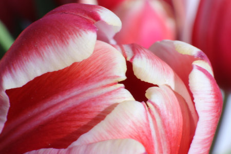 Tulip flower close-up. Beautiful bouquet of tulips.の写真素材