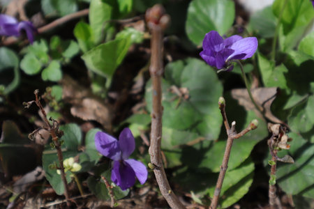 Viola odorata, also known as the wood violet, is a species of flowering plant in the family Violaceae.の写真素材