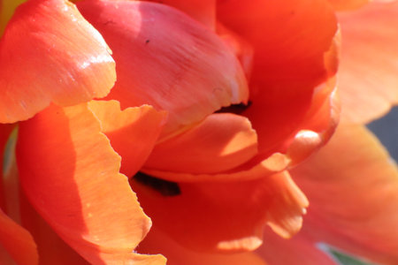 Orange tulip close up in the garden. Spring flowers. Macroの写真素材