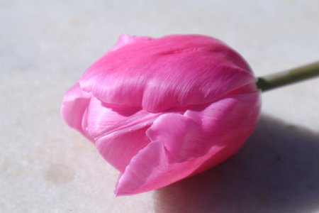 Pink tulip on white marble background, close-up, selective focusの写真素材