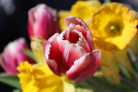 Tulips and daffodils in a spring bouquetの写真素材