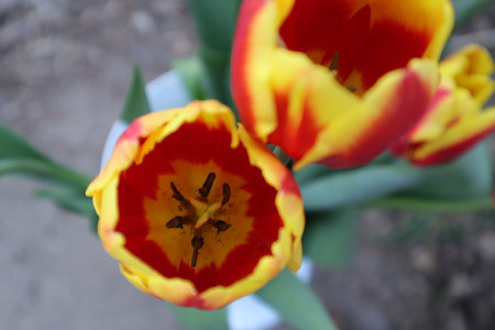 tulips. a bulbous spring-flowering plant of the lily family, with boldly colored cup-shaped flowers.の写真素材