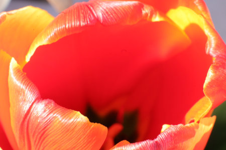 Close up of red tulip with blurred background. Spring flowers.の写真素材