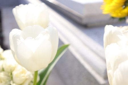 White tulips in a garden. Soft focus, shallow DOF.の写真素材