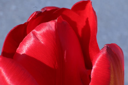 Red tulip on a blue background. Close-up. Macroの写真素材