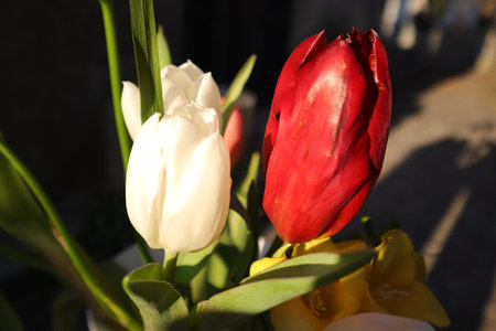 Tulips in a bouquet on a sunny spring day.の写真素材