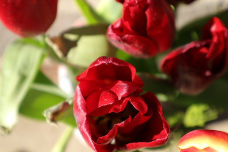 Red tulips in a vase on a sunny day closeupの写真素材