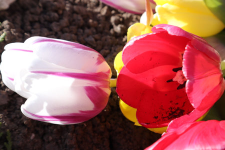Tulips in the garden on a sunny spring day. Close-up.の写真素材