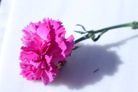 pink carnation on a white background, closeup of photoの写真素材