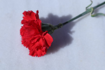 Red carnation on a white background. Shallow depth of field.の写真素材