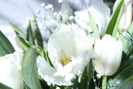 Bouquet of white tulips, close-up, selective focusの写真素材