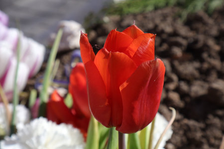 tulips. a bulbous spring-flowering plant of the lily family, with boldly colored cup-shaped flowers.の写真素材