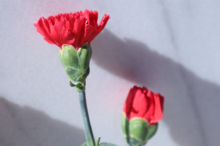 Red carnation flower on white background, valentine's dayの写真素材