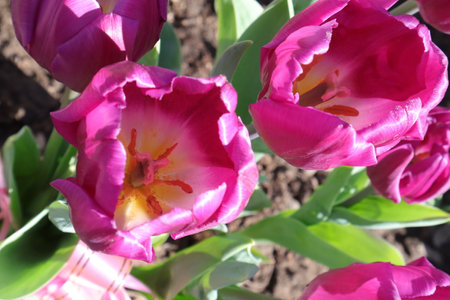 Tulips. Beautiful bouquet of tulips. colorful tulips. tulips in spring,colourful tulipの写真素材