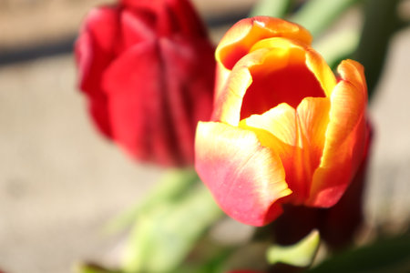 Tulips blooming in the spring garden. Selective focus.の写真素材