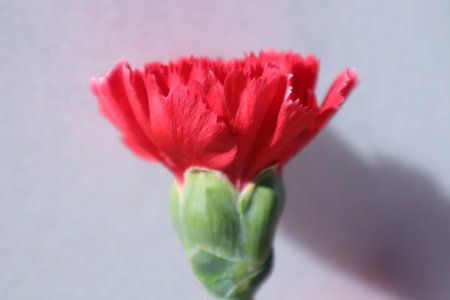 Red carnation flower on white background. Shallow depth of field.の写真素材