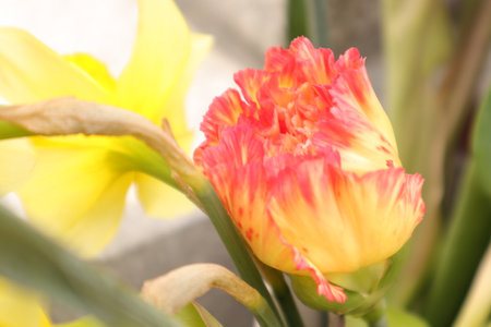 beautiful tulips in a vase, closeup of photoの写真素材