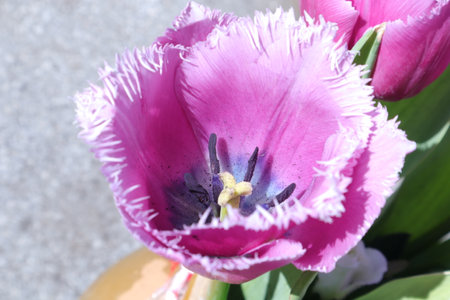 Purple tulip in the garden close up. Spring flowers.の写真素材