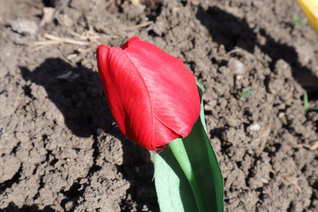 Red tulip on a background of soil in the spring garden.の写真素材