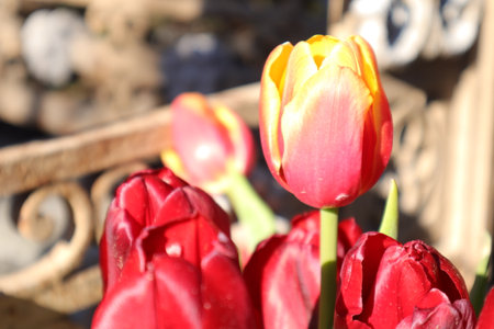 Tulips blooming in the garden on a spring day.の写真素材