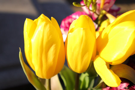 Yellow tulips in a bouquet on a sunny spring day.の写真素材