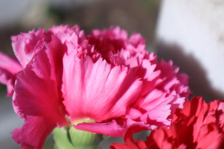 Pink carnation flower in the garden. Close up. Selective focus.の写真素材