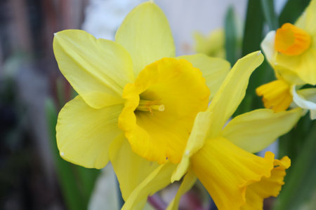 Yellow daffodils in the garden. Springtime flowers.の写真素材