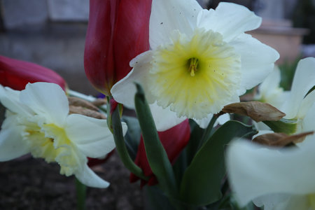 Tulips and daffodils in the spring garden.の写真素材