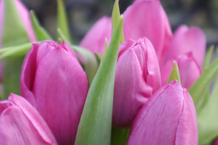 Bouquet of pink tulips in a vase close upの写真素材
