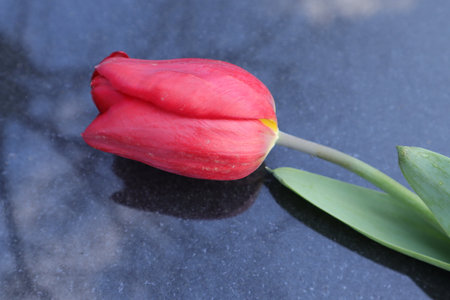 Red tulip on a black background, close-up of photoの写真素材
