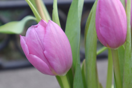 purple tulips in a vase on a sunny spring dayの写真素材