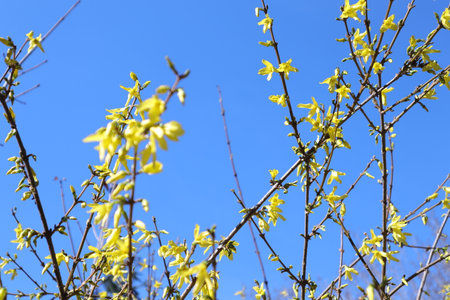 Yellow flowers of Forsythia against the blue sky in spring.の写真素材