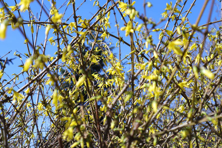 Blooming forsythia bush with yellow flowers in early spring.の写真素材