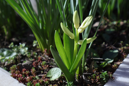 White hyacinths in the spring garden. Close-up.の写真素材