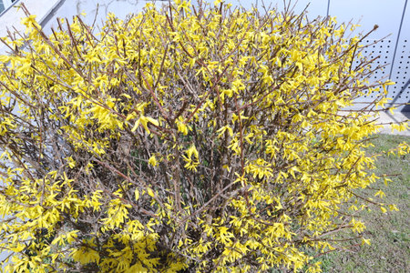 Forsythia bush with yellow flowers in spring, close upの写真素材